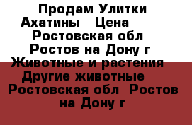 Продам Улитки Ахатины › Цена ­ 50 - Ростовская обл., Ростов-на-Дону г. Животные и растения » Другие животные   . Ростовская обл.,Ростов-на-Дону г.